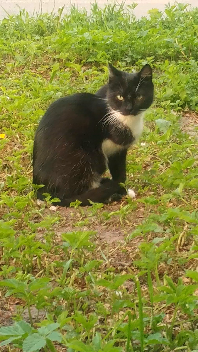 Кошка  