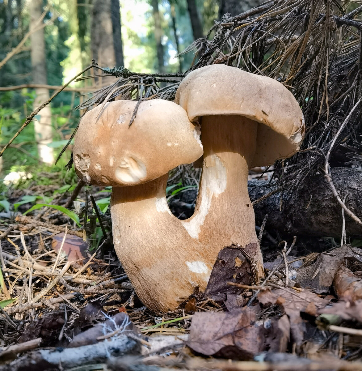 Ранние грибы