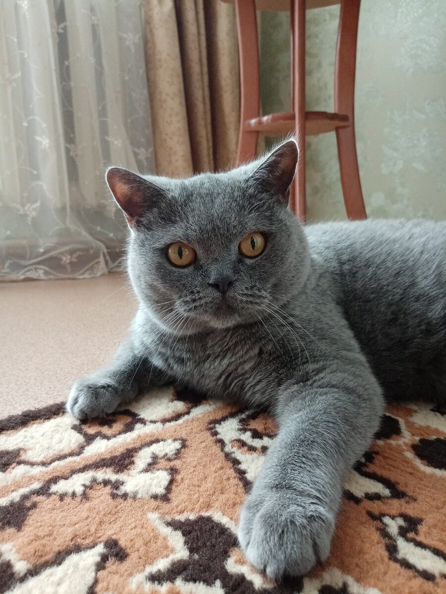 Многие владельцы этой породы считают, что британцы не ласковые и не любят общаться. Это не совсем правда. Ответ в этой статье.