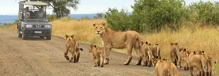 https://africatravel.africa/wp-content/uploads/2018/10/nacionalniy_park_krugera.jpg