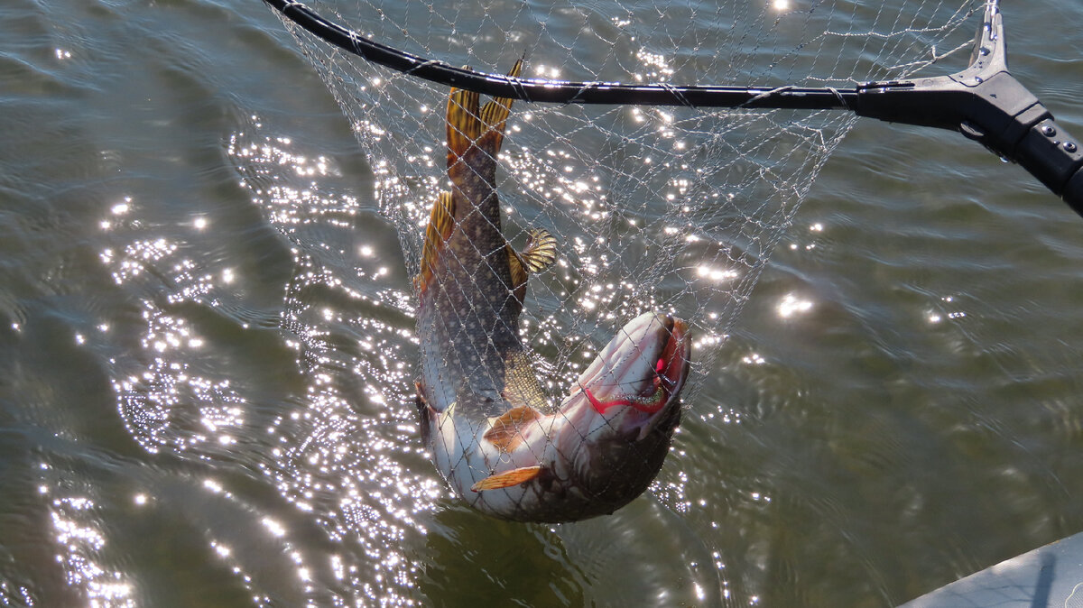 рыбалка на щуку