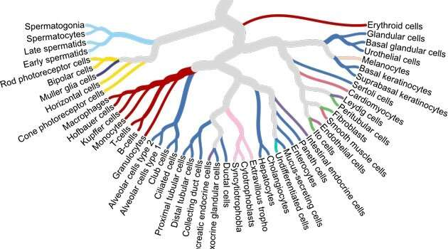 Фото: Human Protein Atlas