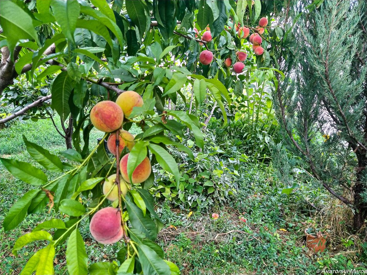 Две недели едим персики, а они всё не заканчиваются. Сорт Редхейвен, сладкие и большие, почти с кулак.