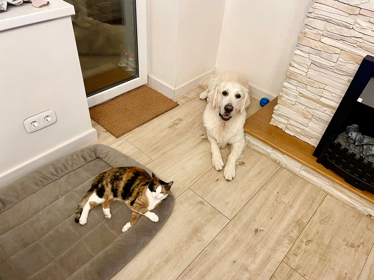 О'дин тоже уступил своё место кошке.