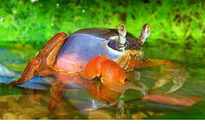 Радужный краб.