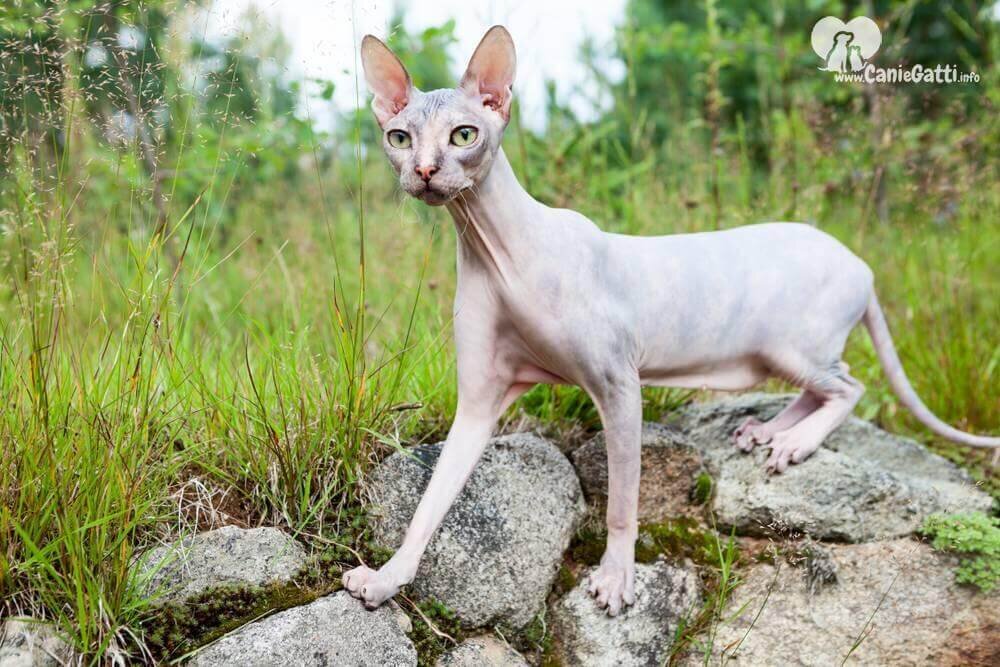 Донской сфинкс