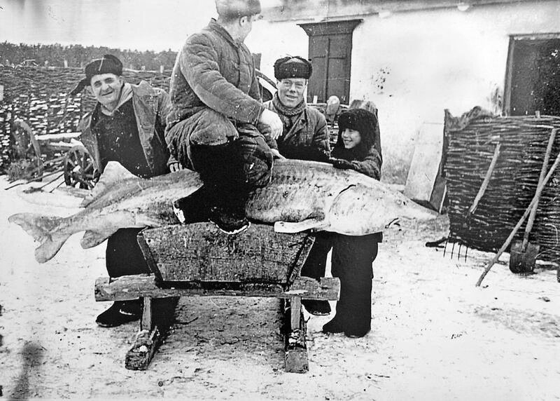 белуга выловленная в волге в 1924, астраханская рыба белуга, белуга на волге снимок 1924