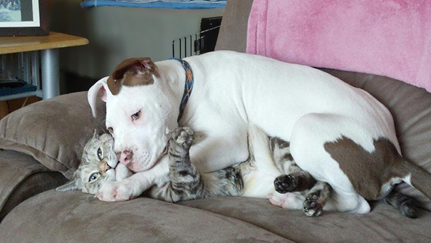 becausepuppies