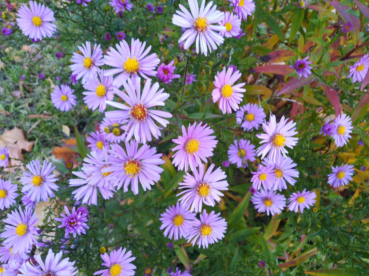 Последние осенние цветы. Фото автора