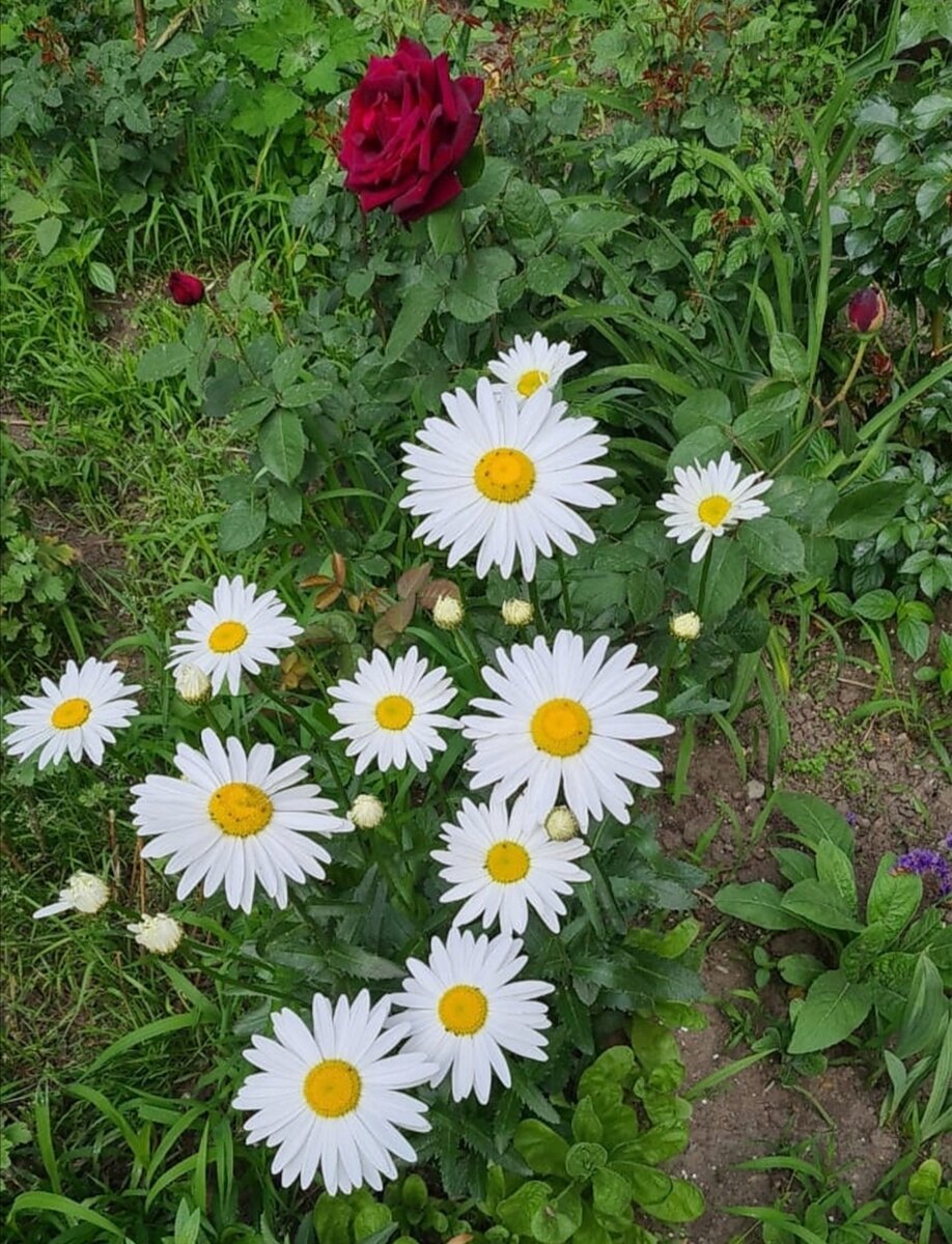 Ромашки. Фото автора