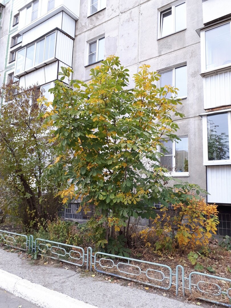 Конский каштан в одном из дворов Челябинска