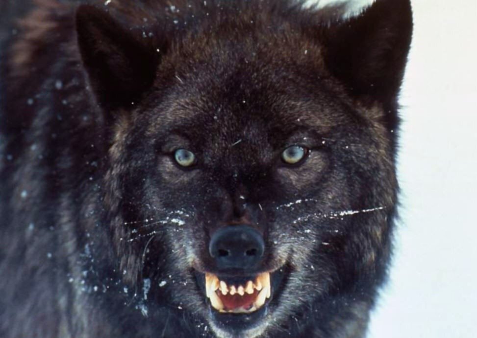 Оскал волкособа с характерным по клыкам волчьим прикусом