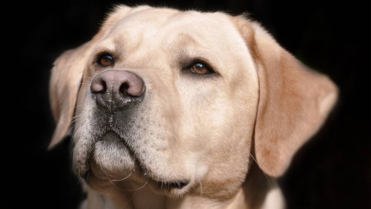 Фото из свободного доступа сети Интернет