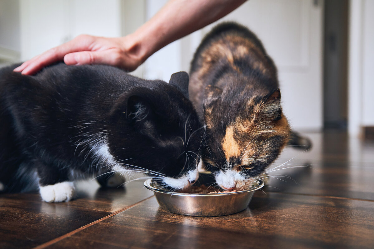 Отказ от еды у кошек. Кошка ест из миски. Коты едят из чужих мисок. Из чужой миски вкуснее кот. Милые котики с миской фото.