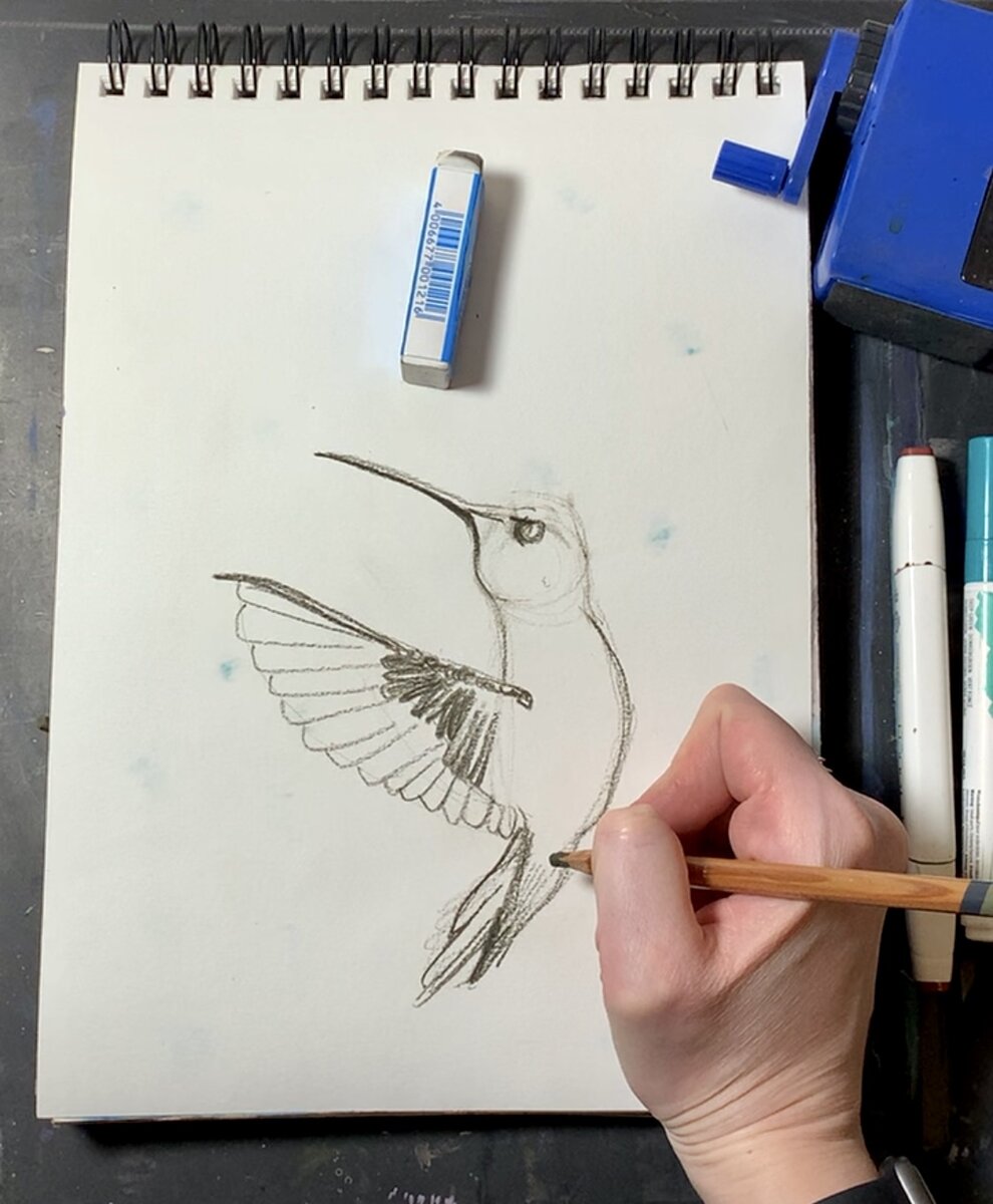 Как нарисовать колибри карандашом поэтапно ✏