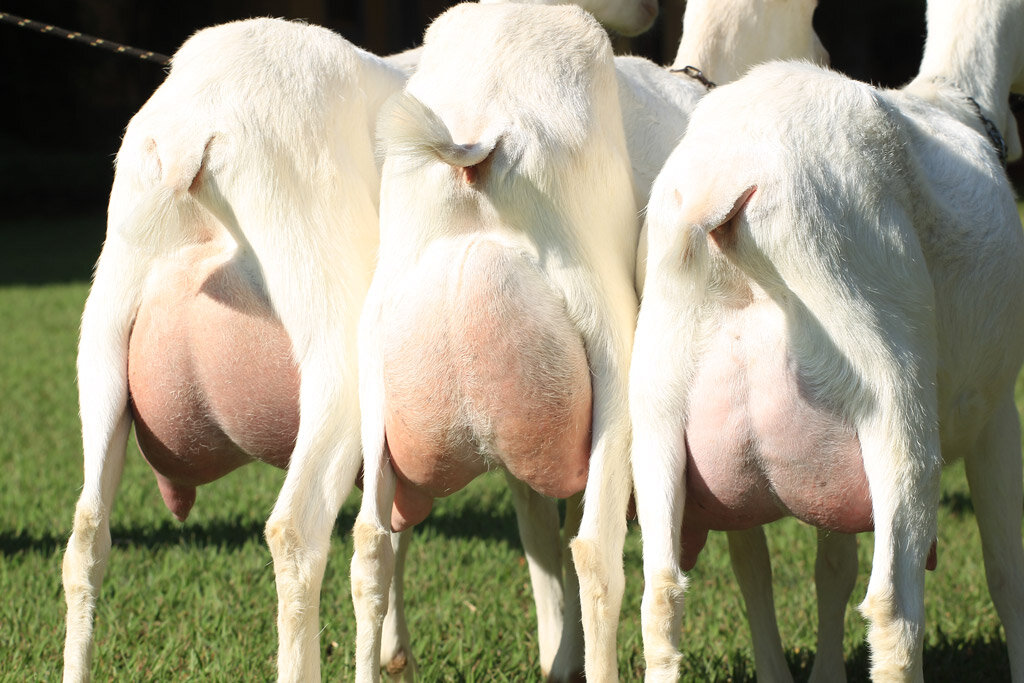 Породы дойных коз. Молочная коза порода зааненская. Зааненская коза молоко. Молочные козы зааненской породы.