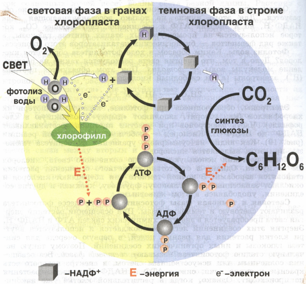 Процессы происходящие в световой фазе фотосинтеза. Схема процесса фотосинтеза. Схема фотосинтеза 9 класс биология. Обобщенная схема процессов фотосинтеза. Фотосинтез схема 10 11.