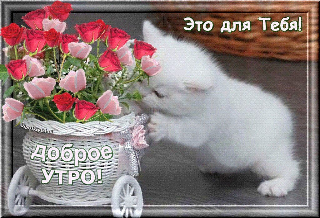 Из Яндекс картинок