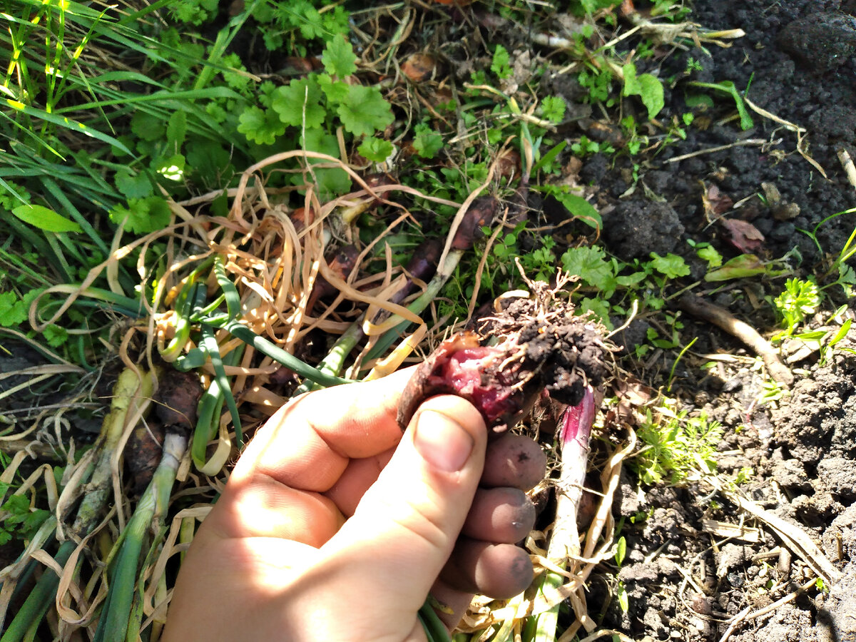 То самое повявшее перо 