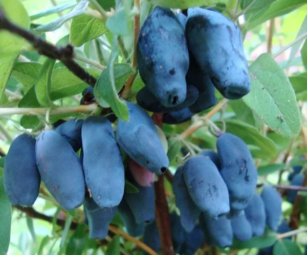 Жимолость. Фото автора