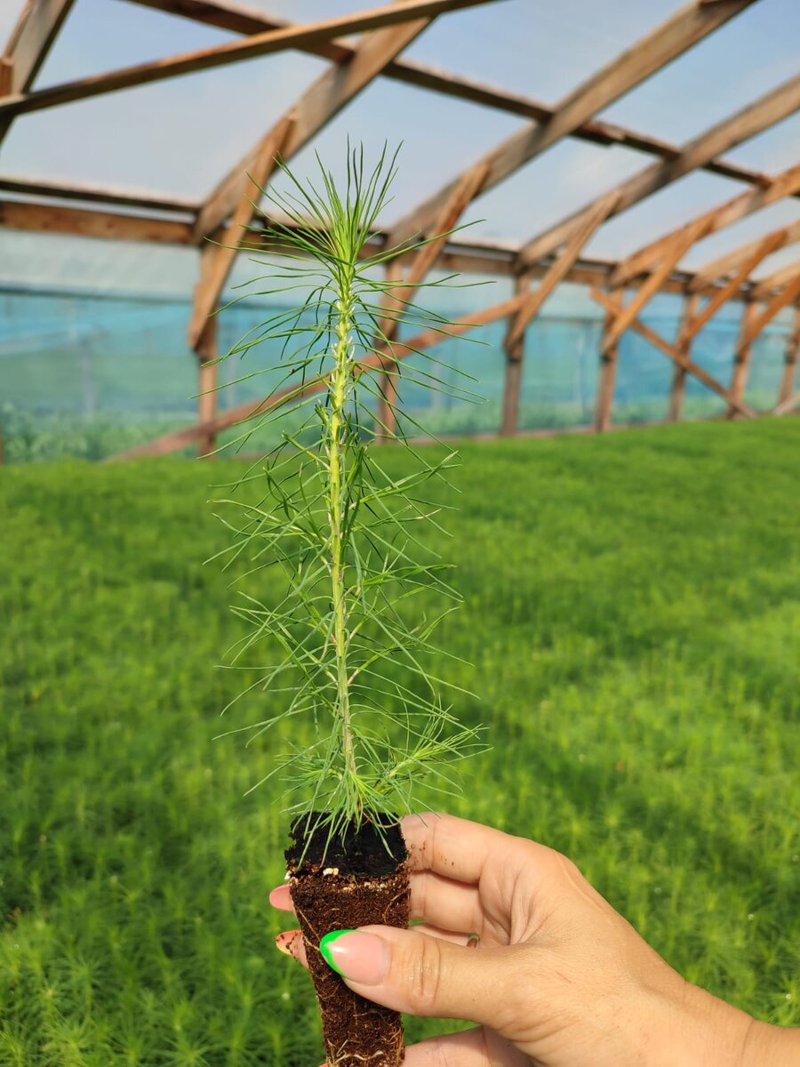 © ООО "Растим Лес".