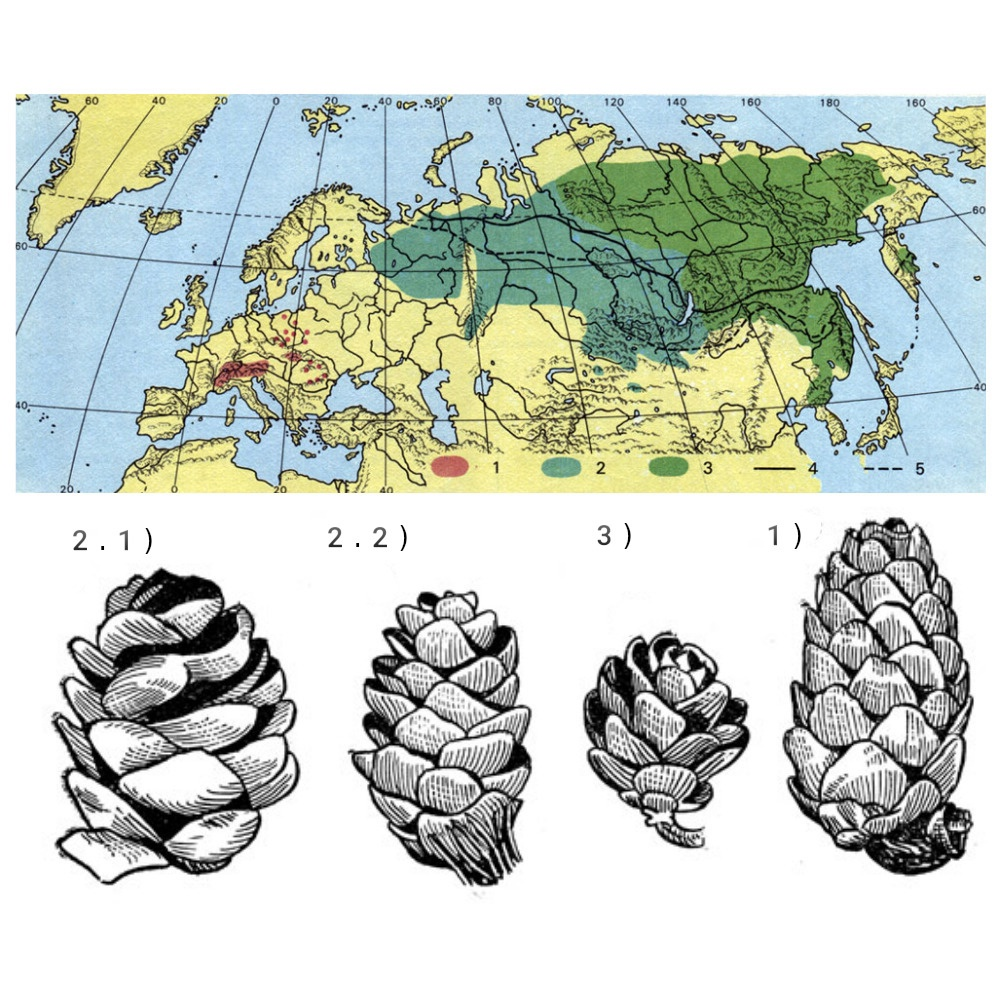 Где растет лиственница зона. Разновидности шишек. Сырой листвяк как отличить.