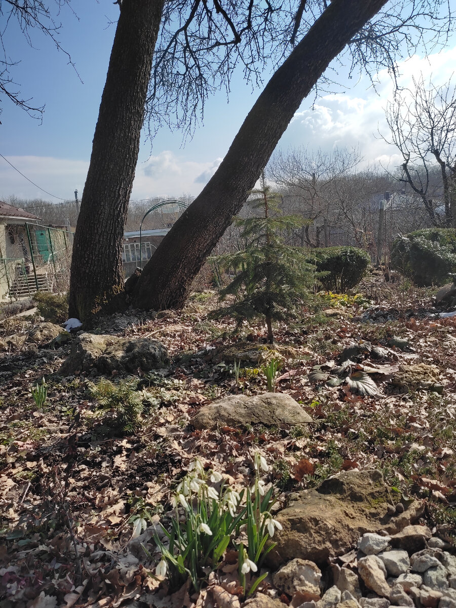 Старые дуб и груша на участке,думали спилить,но решили оставить. 