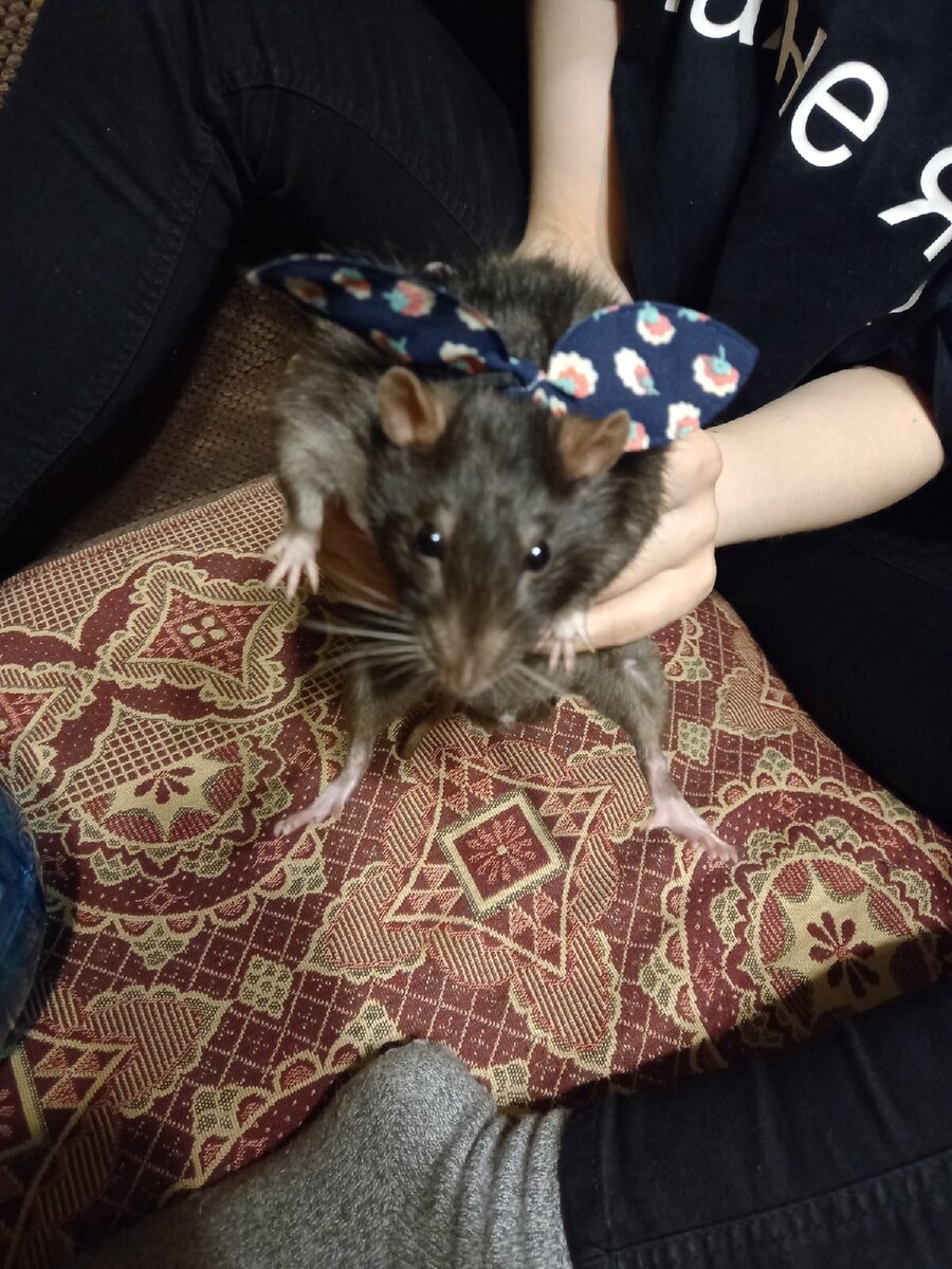Ручной крыс