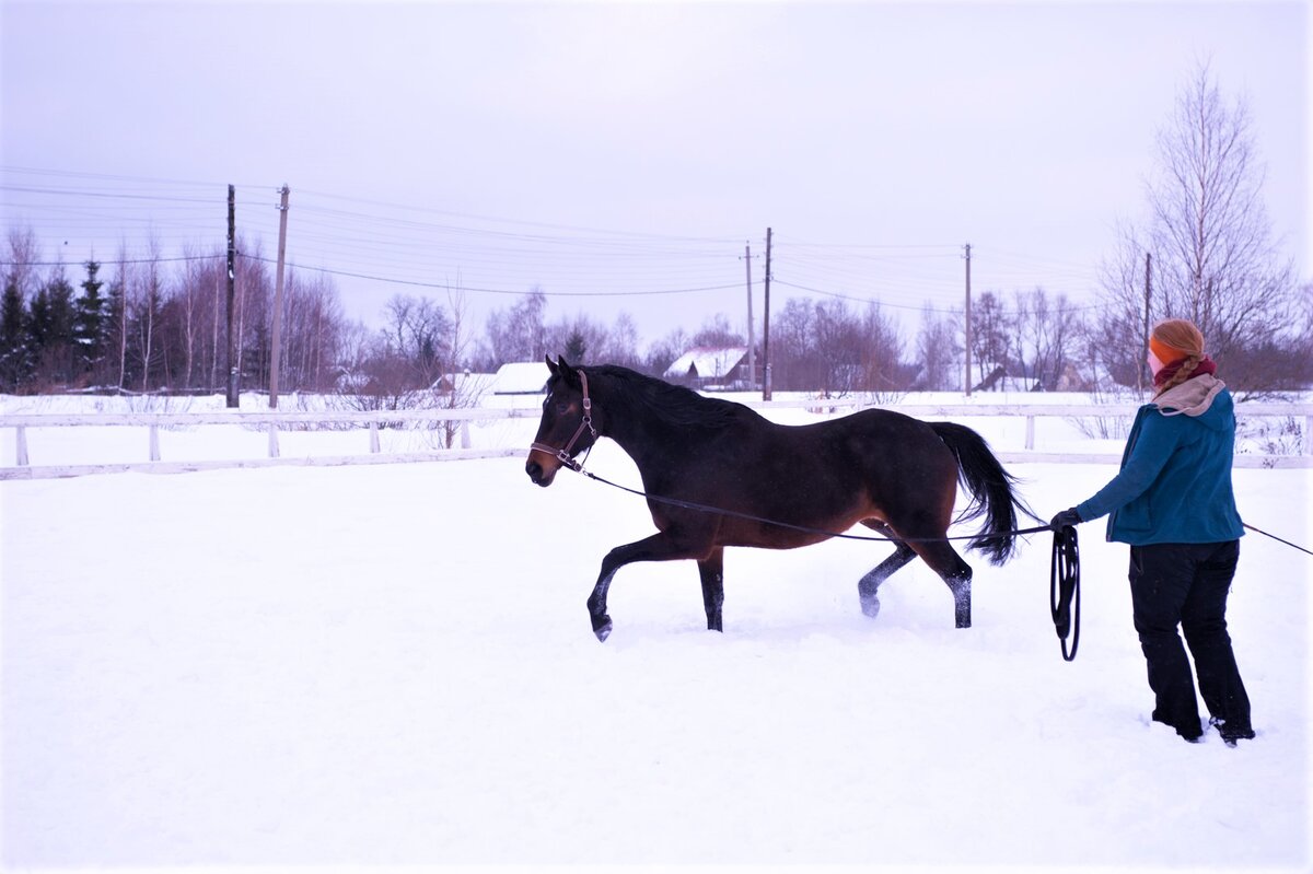 За счёт регулярного выгула, лошадь спокойно, но активно работает даже на улице. Автор оригинала фото Елена Садовская. Обработка фото - Соколова Софья.