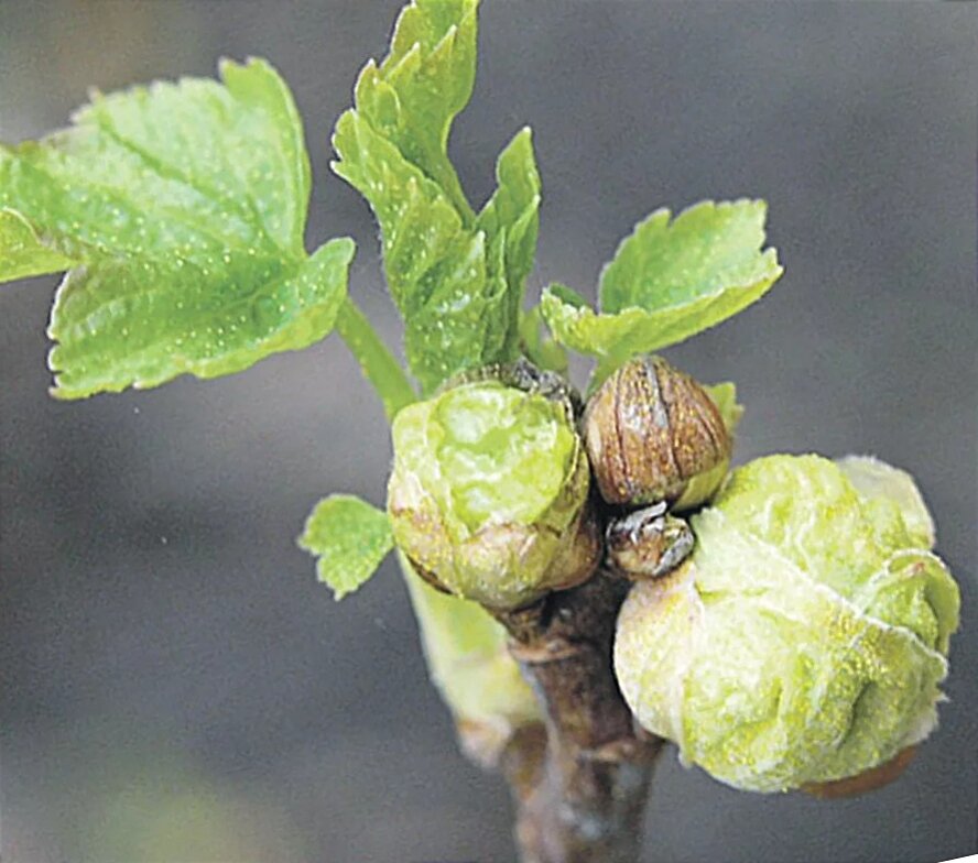 В такой "капусте" несколько тысяч жильцов