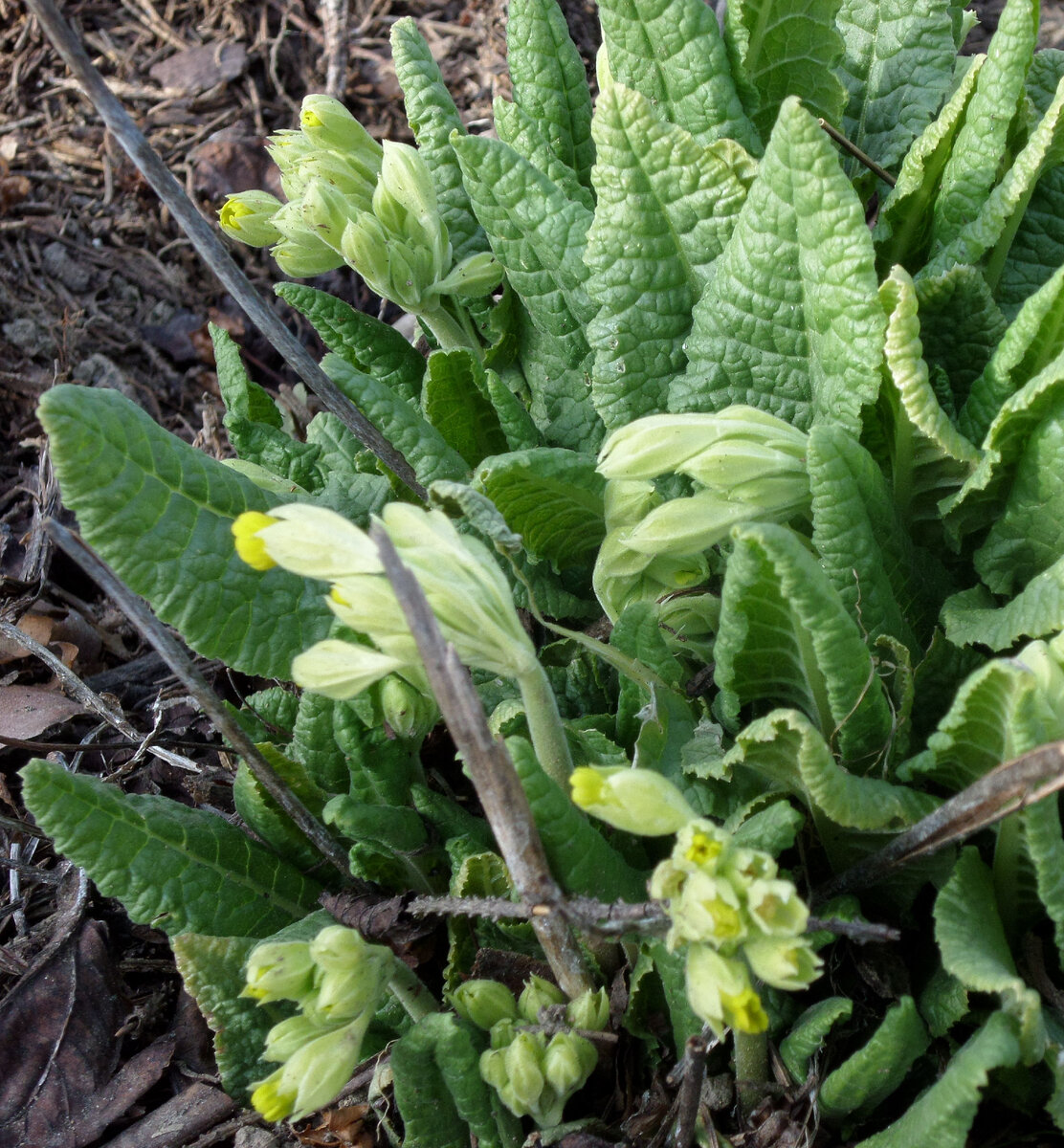 Примула весенняя — Рrimula veris. Фото автора