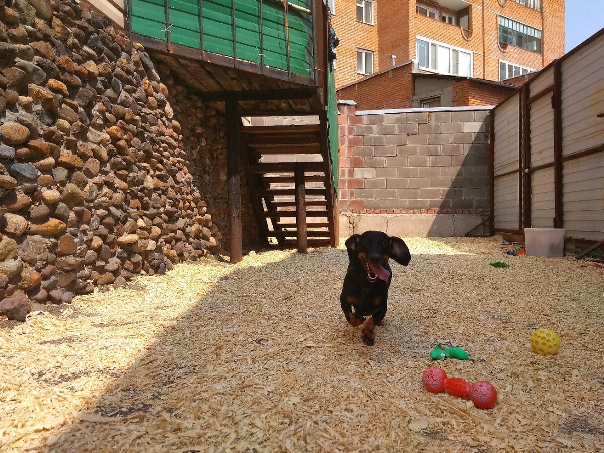 Артошка в зоогостинице