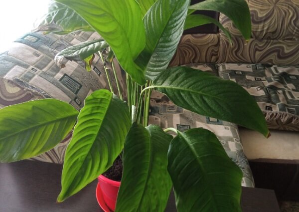 Мой спатифиллум начал потихоньку восстанавливаться 