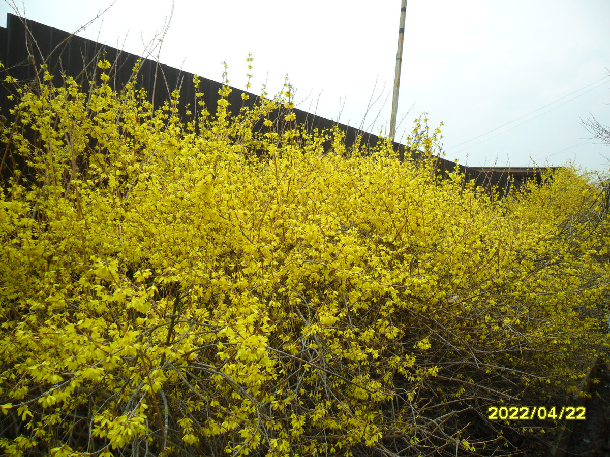 Форзиция цветет