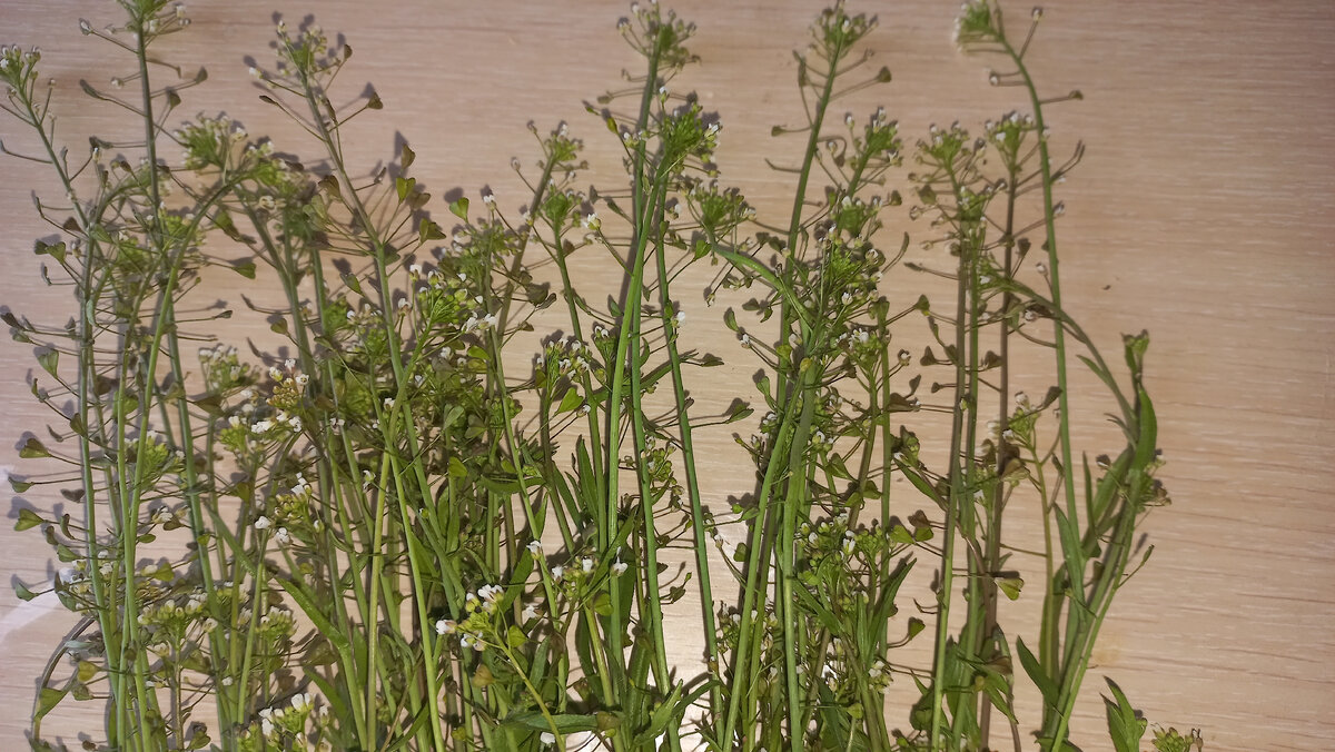 Так выглядит пастушья сумка, полезное расстение.