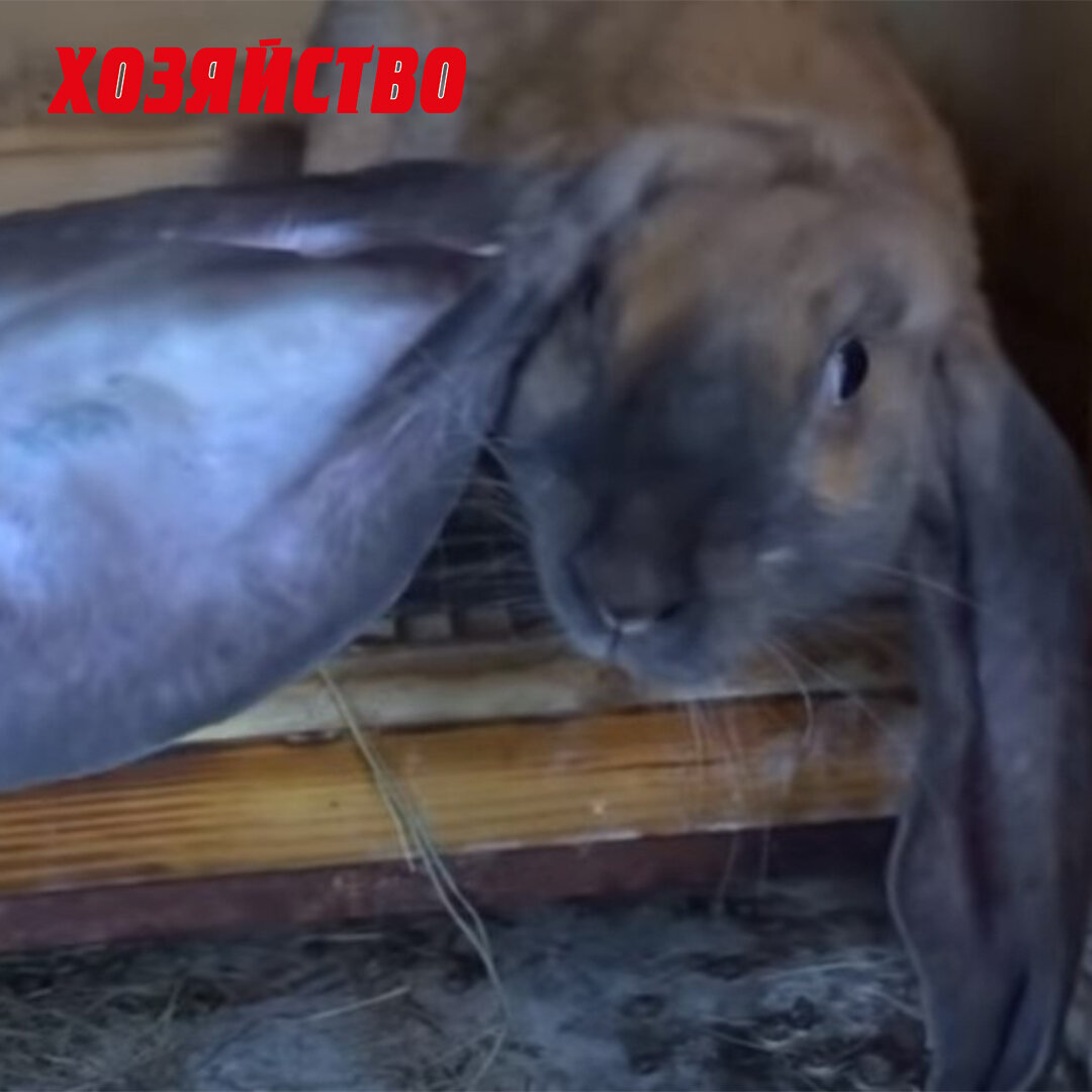 английский баран с очень длинными ушами