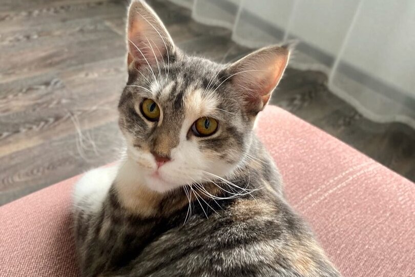 Отказница. Кошечке срочно нужен дом