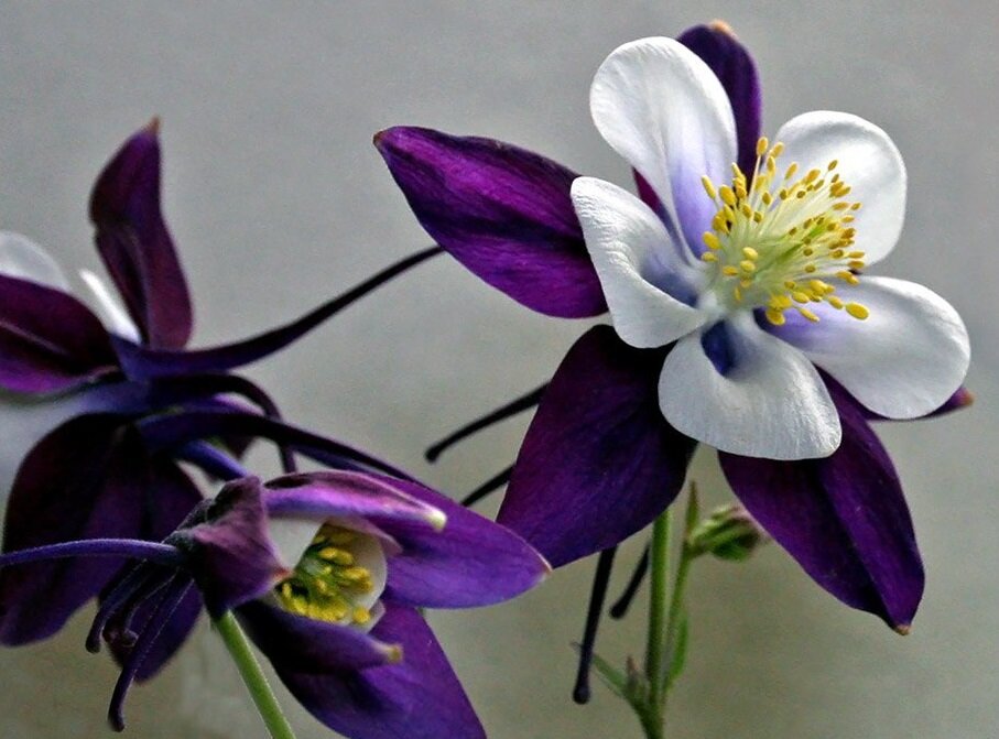 Разные аквилегии