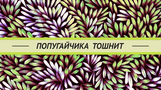 Волнистого попугая тошнит. Отравление? Что делать? Паразиты? Грибки? Мегабактерии? Трихомонады?