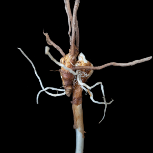 Корневище растнеия Six Senses Turmeric