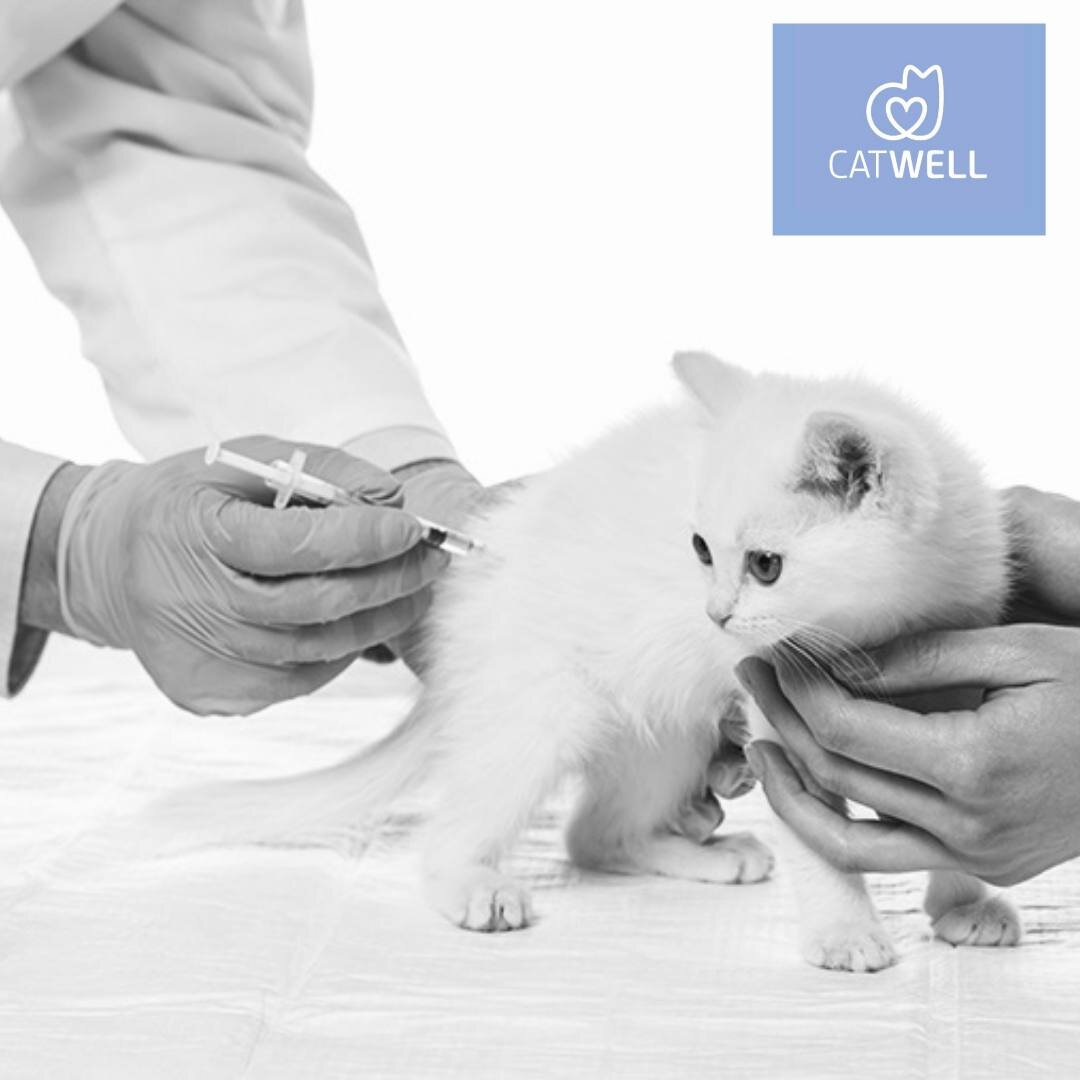  Самый частый вопрос от владельцев котят – когда прививать котенка, чем и как к этому подготовиться. Давайте начнем с плана вакцинации: 1.