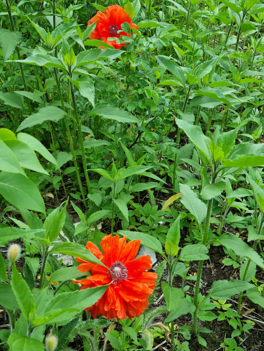 цветы (фото из личного архива0