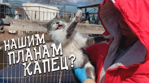 Хвостатое счастье дзен баня. Спасайся кто может животные