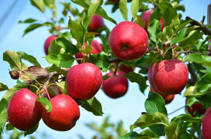 Грамотный уход - чудесный урожай