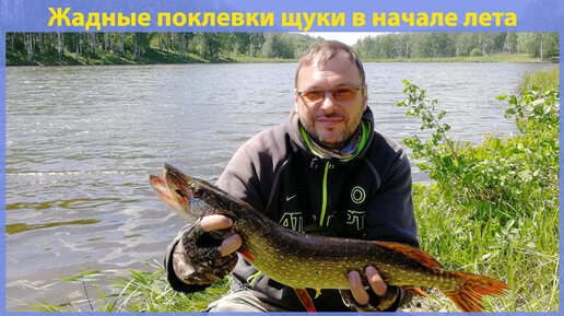 Жадные поклевки щуки в начале лета. Рыбалка в Новосибирске