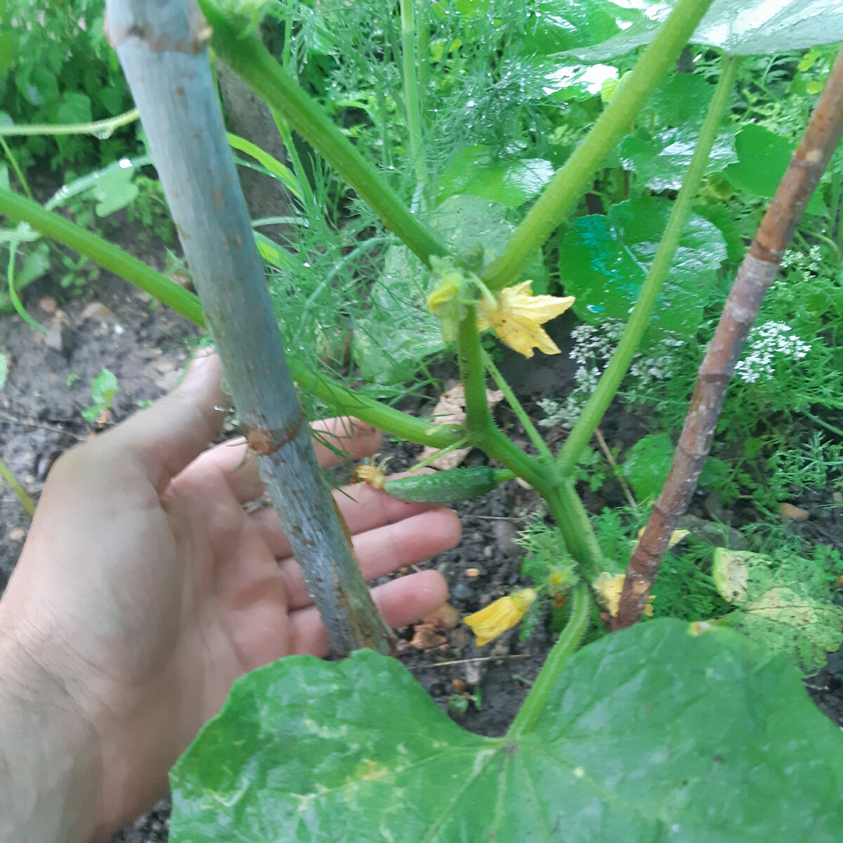 Удаляем огурцы до 3-4 листа снизу