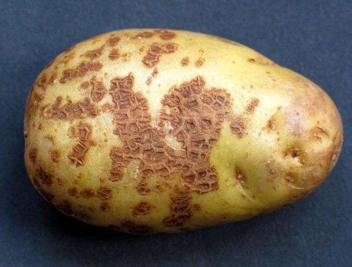 Пораженный картофель
