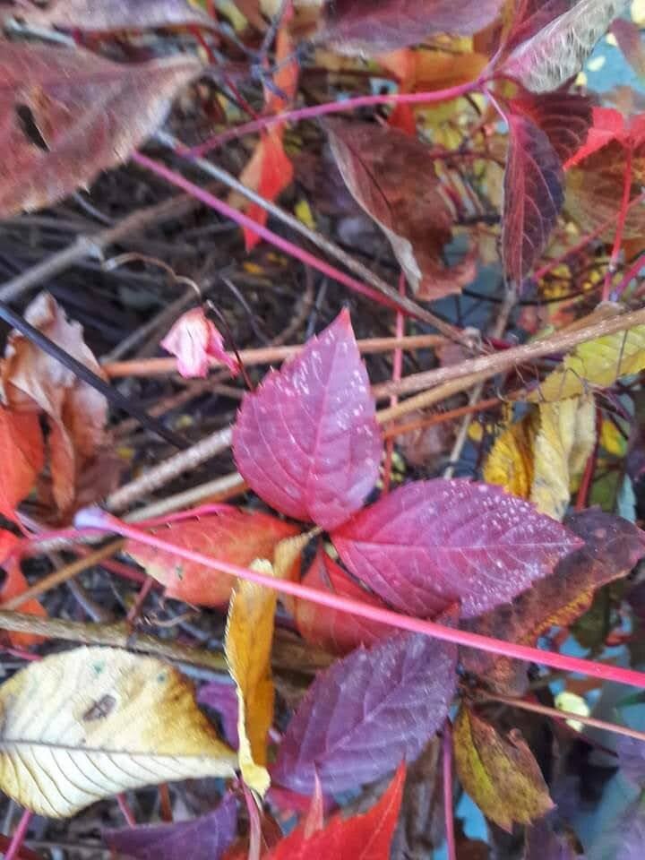 Осень. Работа Е. Барило.