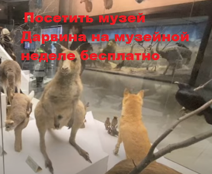 Музейная неделя с понедельника в Москве, музеи бесплатны.