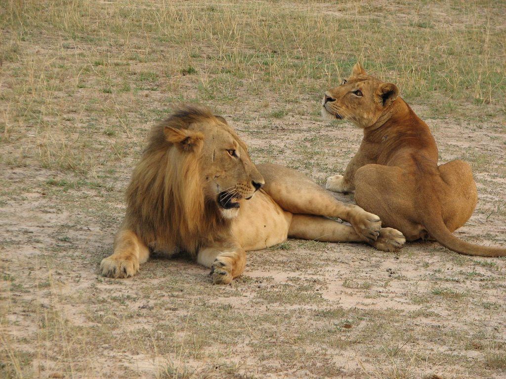 Название со львом. Североконголезский Лев. Капский Лев (Panthera Leo melanochaita). Сенегальский (западноафриканский) Лев. Североконголезский Лев фото.